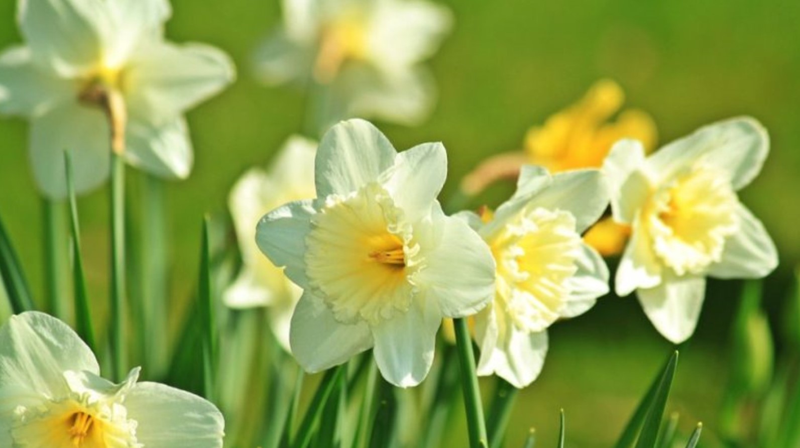 Al momento stai visualizzando La Pasqua enuncia la bellezza,  la rara bellezza di una nuova rinascita.              